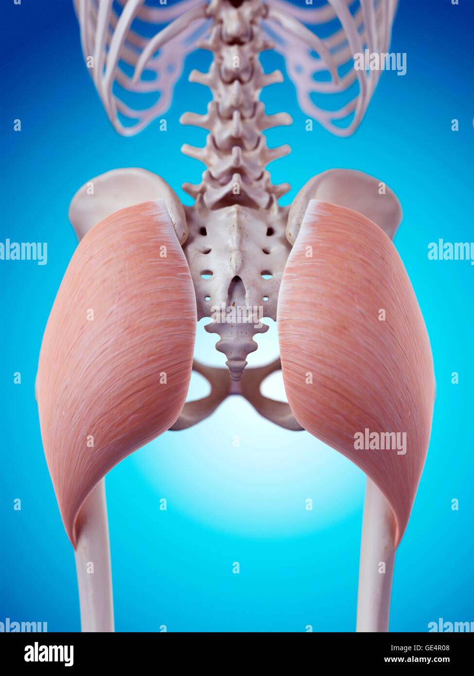Los glúteos / glúteo mayor - Anatomía músculos Fotografía de stock - Alamy