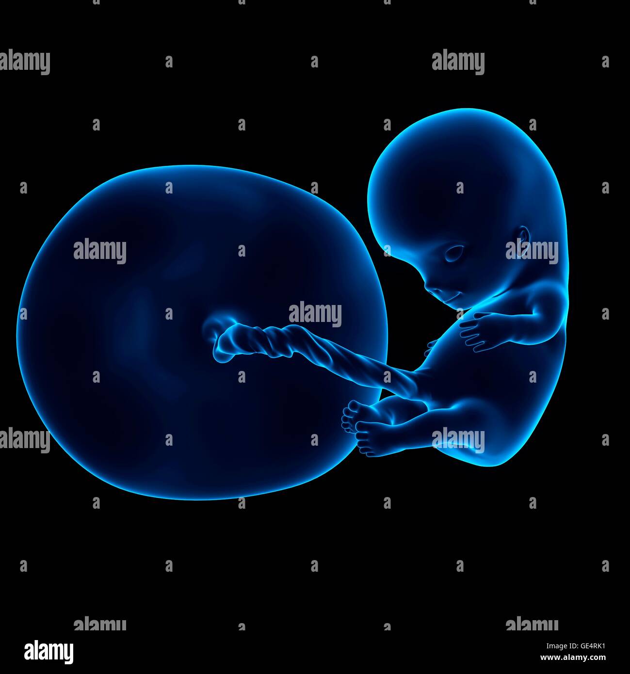 Feto Humano De 10 Semanas De Edad Ilustración Fotografía De Stock Alamy 