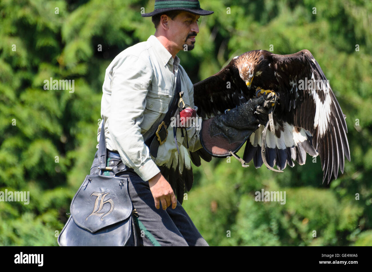 Pölla: Águila Real (Aquila chrysaetos ) con un vuelo de demostración de  cetrería y centro de aves rapaces de la Federación Austriaca de Falk  Fotografía de stock - Alamy