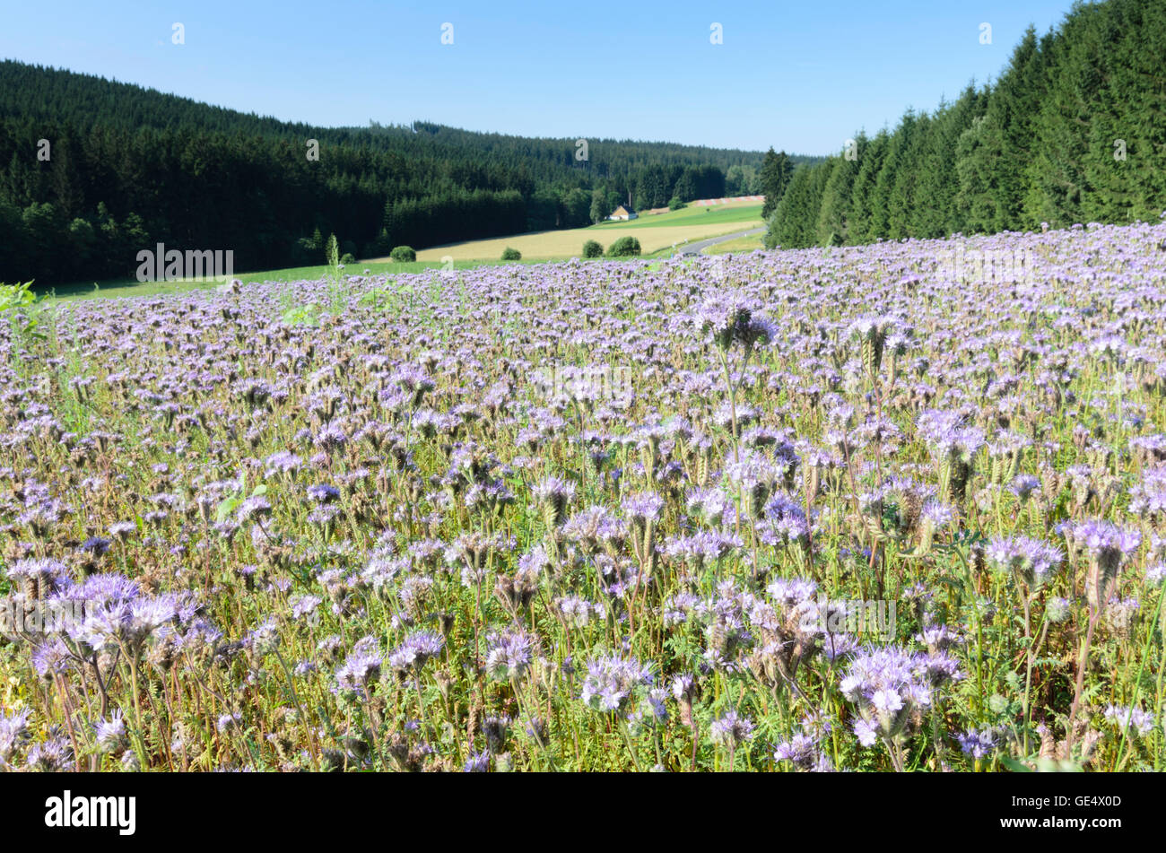 Sallingberg: campo con margen de helechos (Phacelia tanacetifolia Phazelie), Austria, Niederösterreich, Baja Austria, Waldviertel Foto de stock