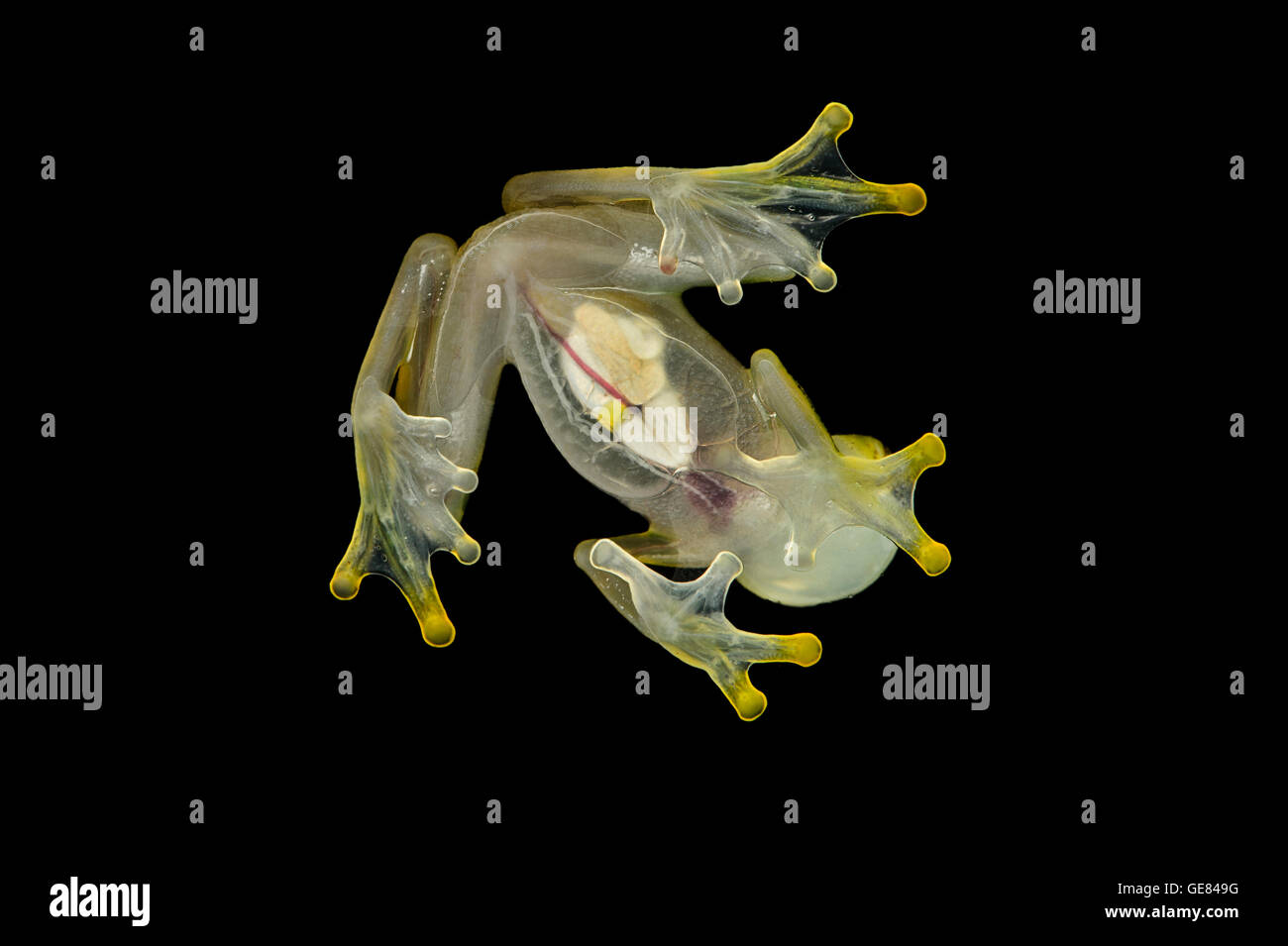 La parte inferior del vientre transparente (Hyalinobatrachium aureoguttatum glassfrog macho), Río Canande reserva forestal, Choco, Ecuador Foto de stock