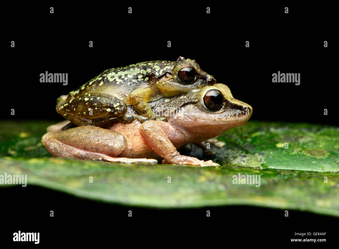 El apareamiento de rainfrog neotropicales (Pristimantis subsigillatus), Chocó rainforest, Río Canande reserva forestal, Choco, Ecuador Foto de stock