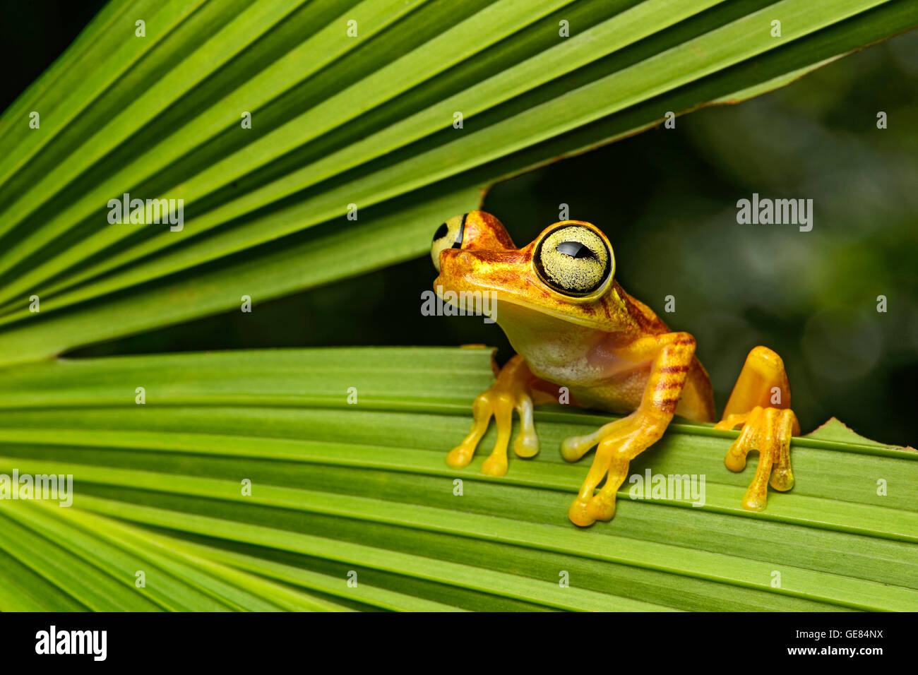 Imbabura Treefrog (Hypsiboas pictuator), selva amazónica, Río Canande reserva forestal, Choco, Ecuador Foto de stock