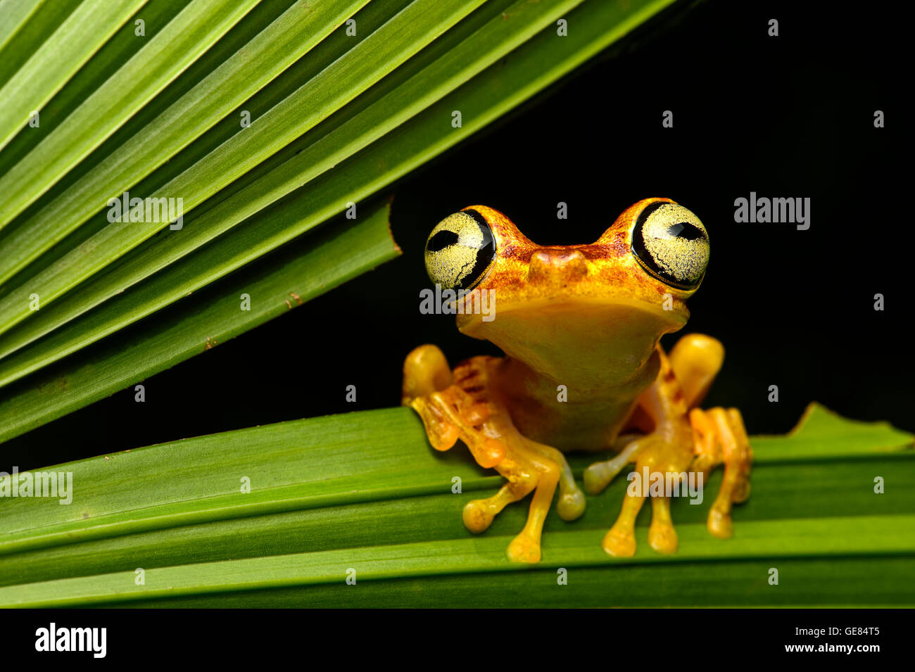 Imbabura Treefrog (Hypsiboas pictuator), selva amazónica, Río Canande reserva forestal, Choco, Ecuador Foto de stock