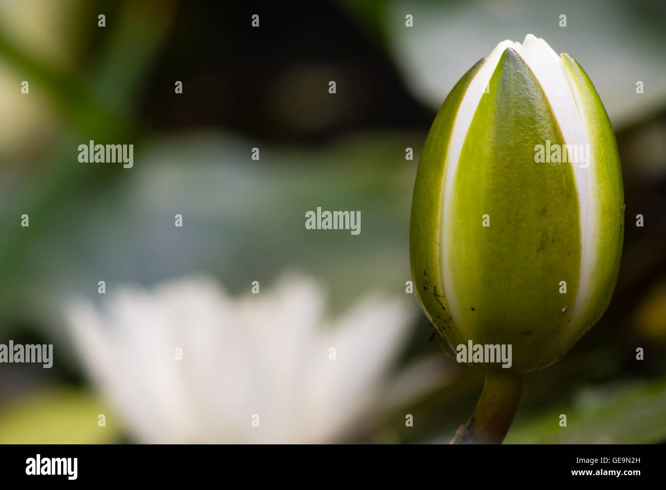 Blanco lirio de agua (Nymphaea alba) bud. Flor cerrada de lirio acuático en familia Nymphaeaceae, con flor abierta en segundo plano. Foto de stock