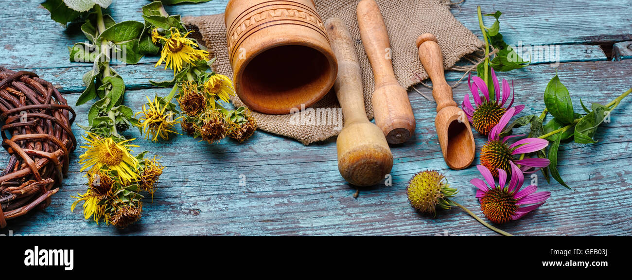 Verano inula plantas medicinales y echinacea en el recetario popular Foto de stock
