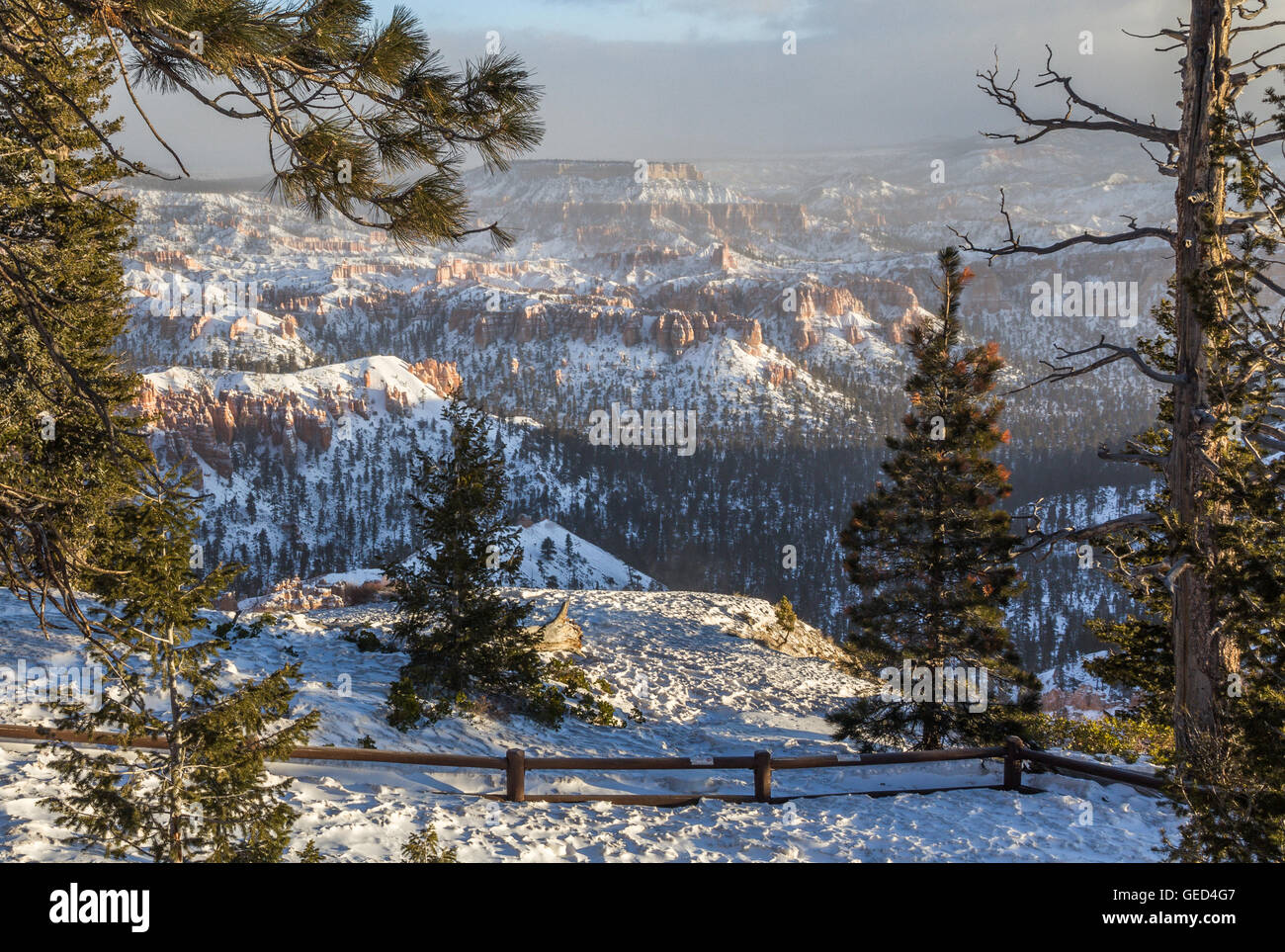 Un árbol de coníferas marcos view de nieve-crusted Bryce Canyon hoodoos al amanecer Foto de stock