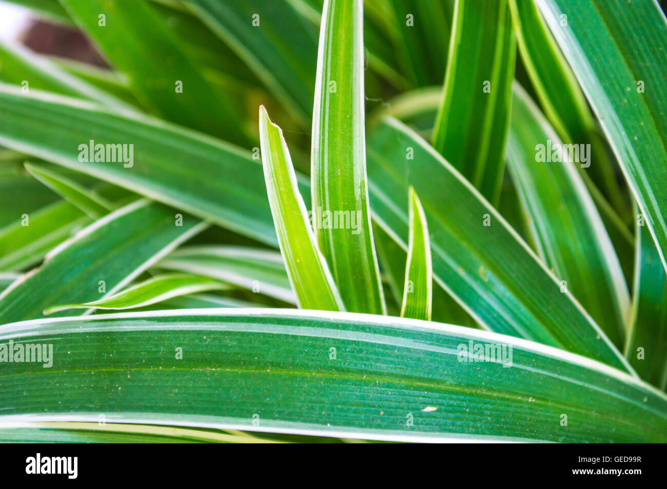 Superficie de hoja de antecedentes de hierba verde y blanco Foto de stock
