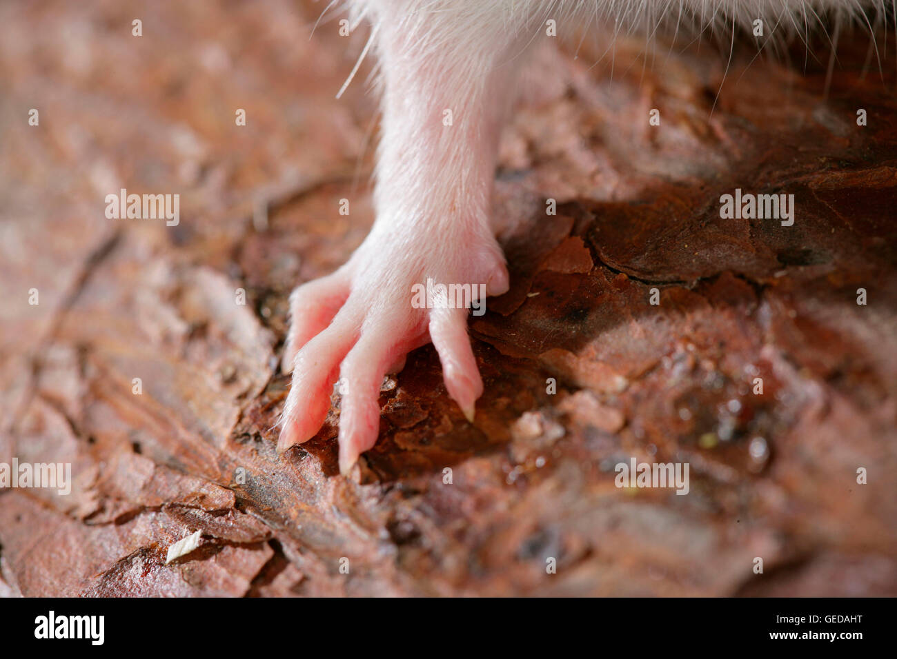 Pata de rata fotografías e imágenes de alta resolución Alamy