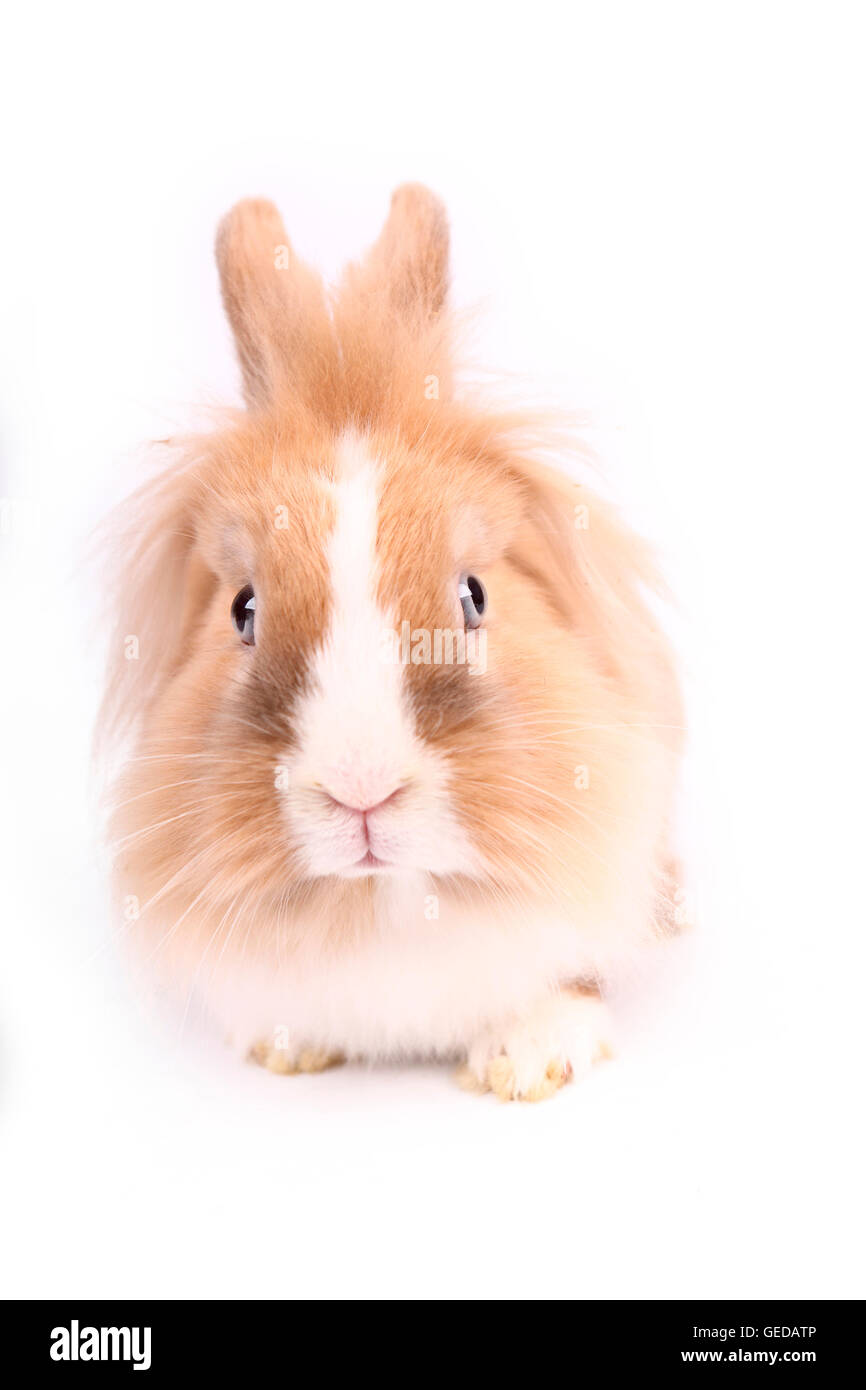 Conejo enano con cabeza de león visto de frente. Studio picture contra un fondo blanco. Alemania Foto de stock