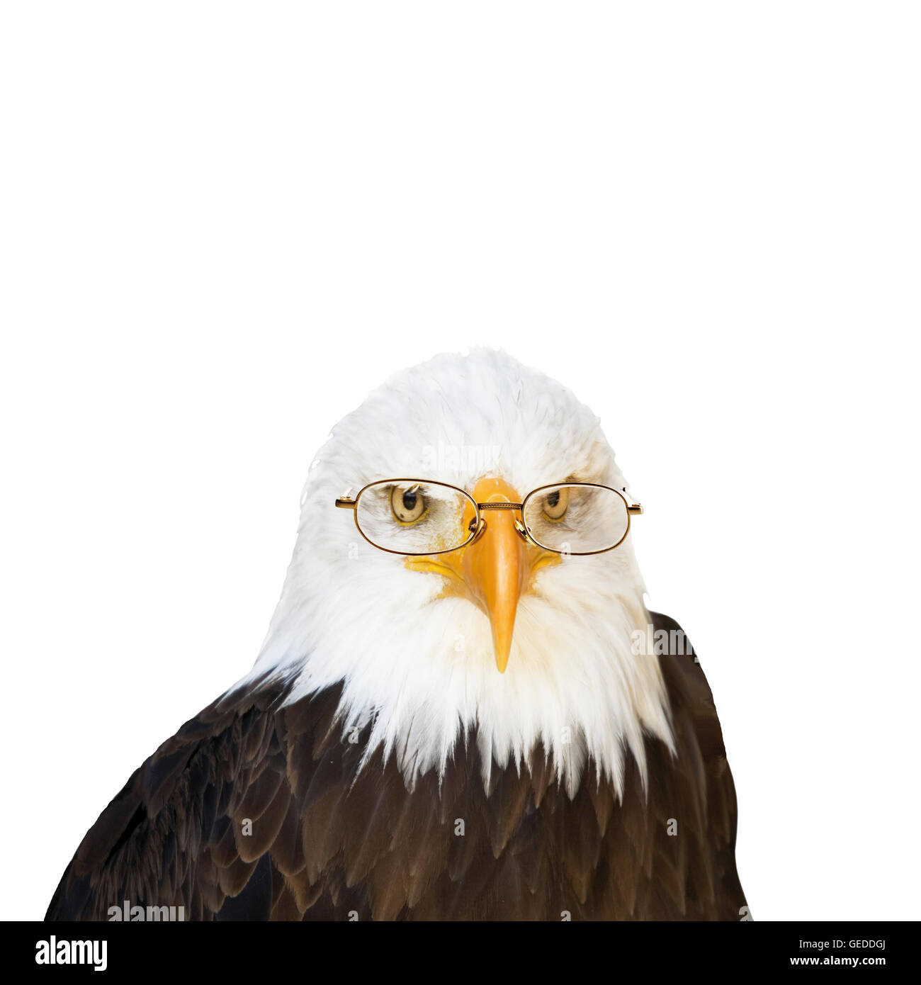 Ojos de águila fotografías e imágenes de alta resolución - Alamy