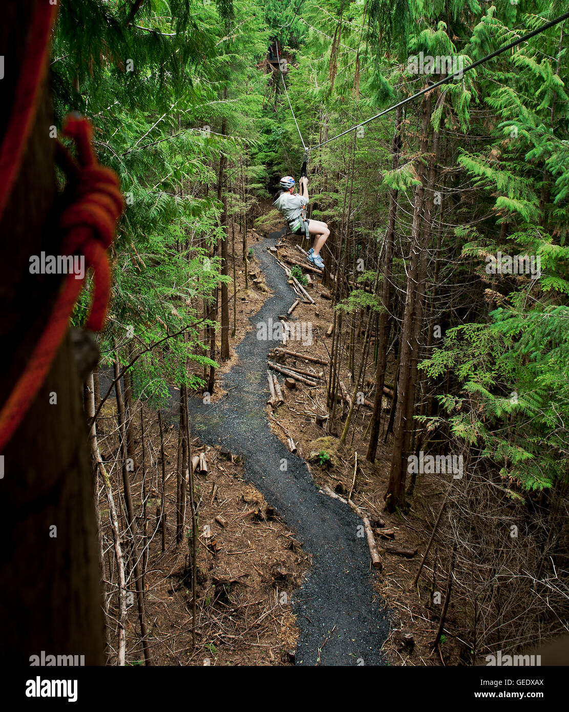 La mujer goza de una tirolesa la aventura a través de los árboles, Ketchikan, Alaska, EE.UU. Foto de stock