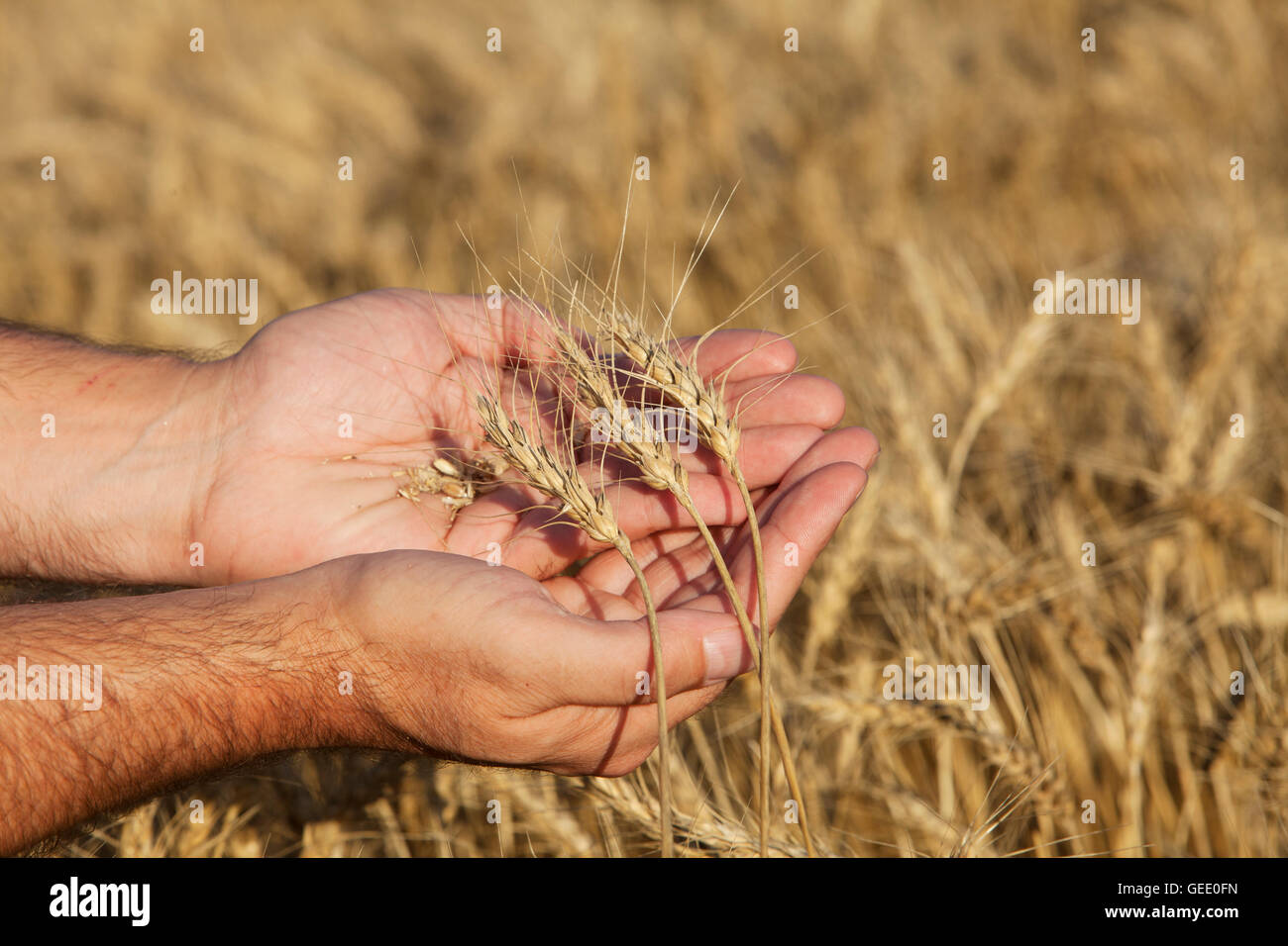 Los agricultores titulares de una muestra de la cosecha de trigo de primavera de este año. Foto de stock
