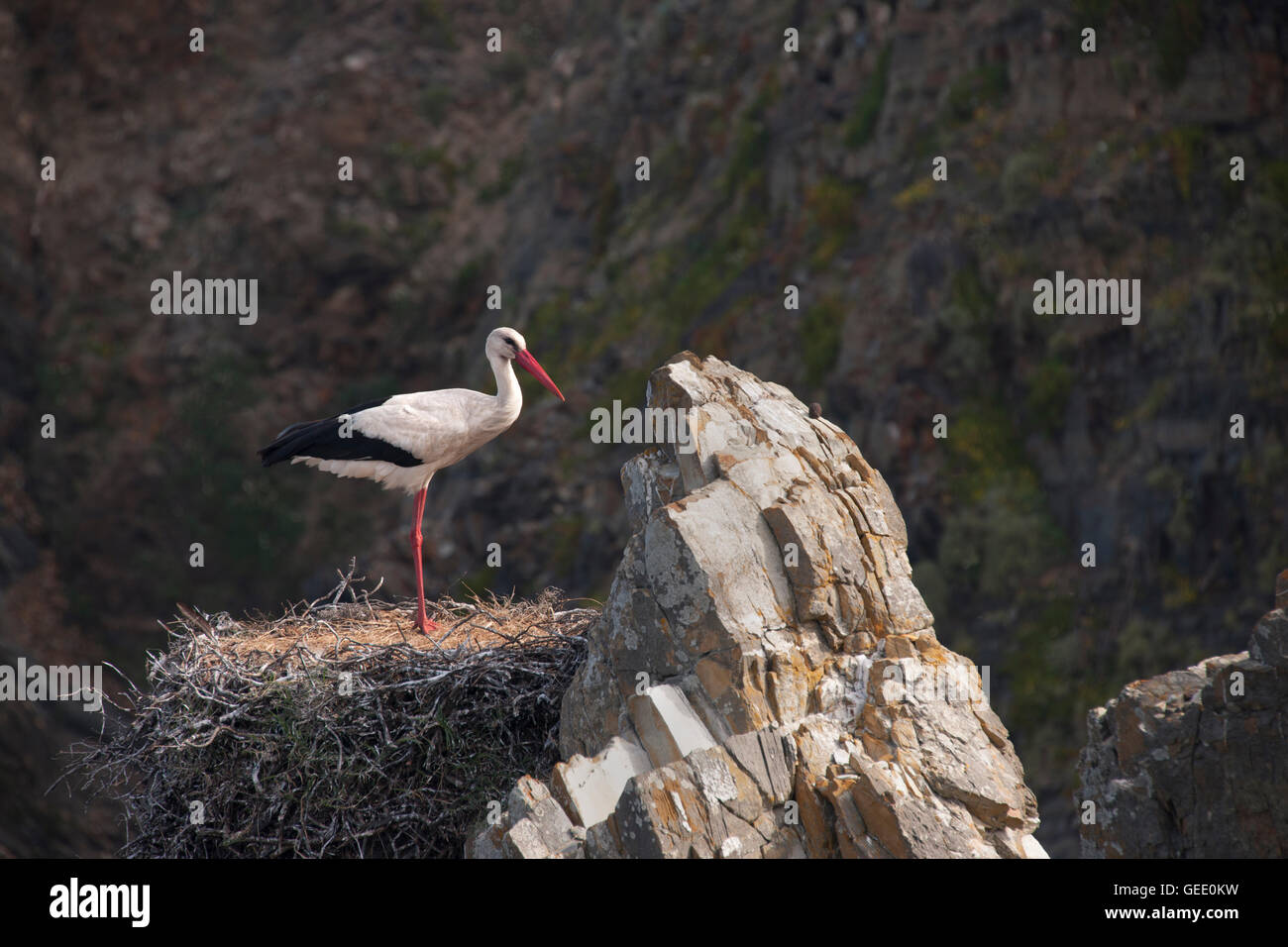 Cigüeñas blancas con pollitos anidan en lo alto de los acantilados rocosos de la costa portuguesa. Foto de stock