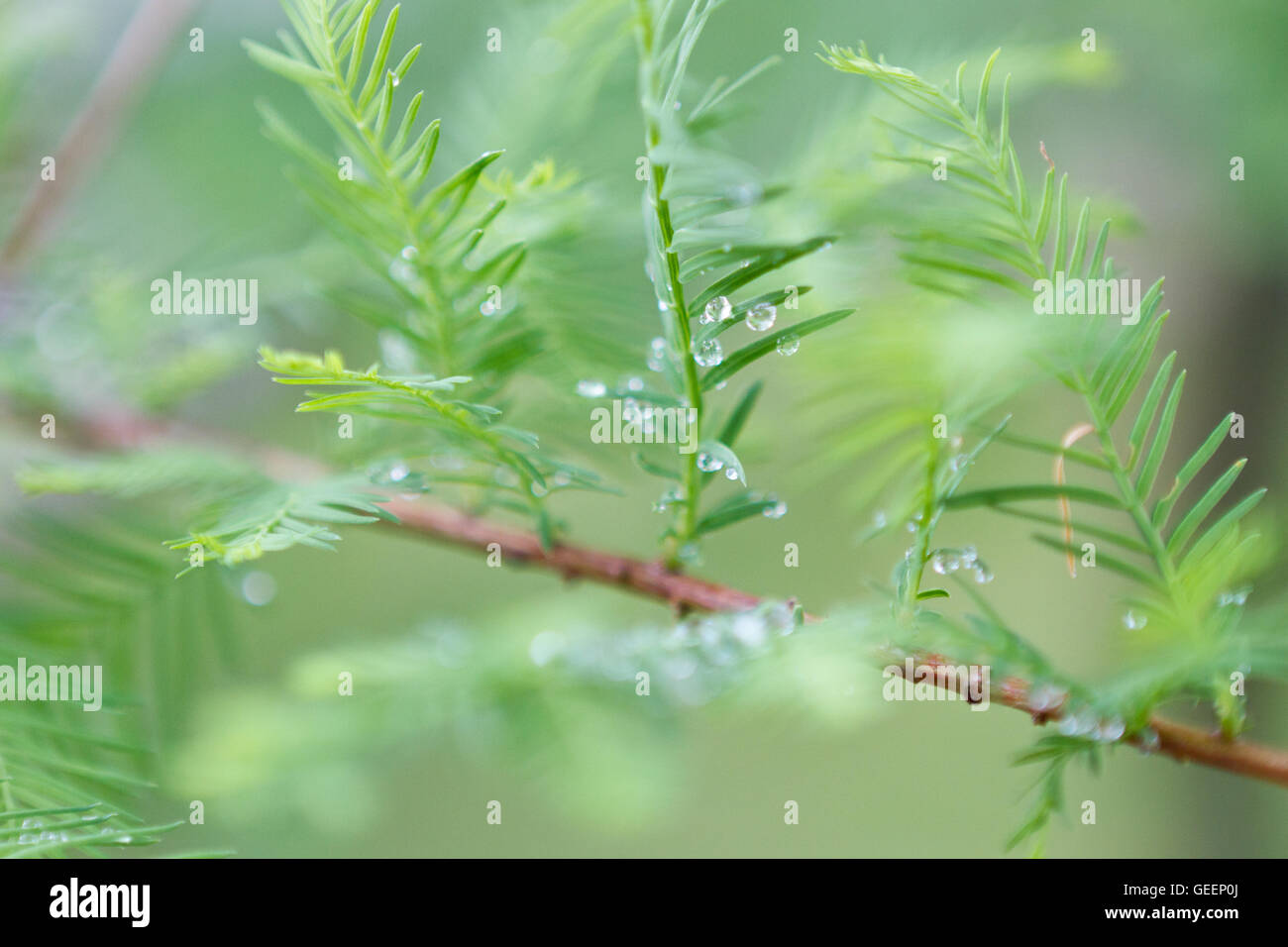 Las gotas de lluvia sobre la rama de un árbol de pino Foto de stock