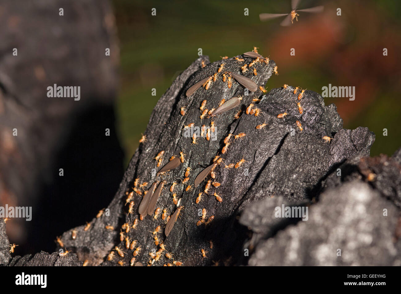 Nidos de termitas vuelo - trabajadores y soldados ayudando alas vuelan reproductives Foto de stock