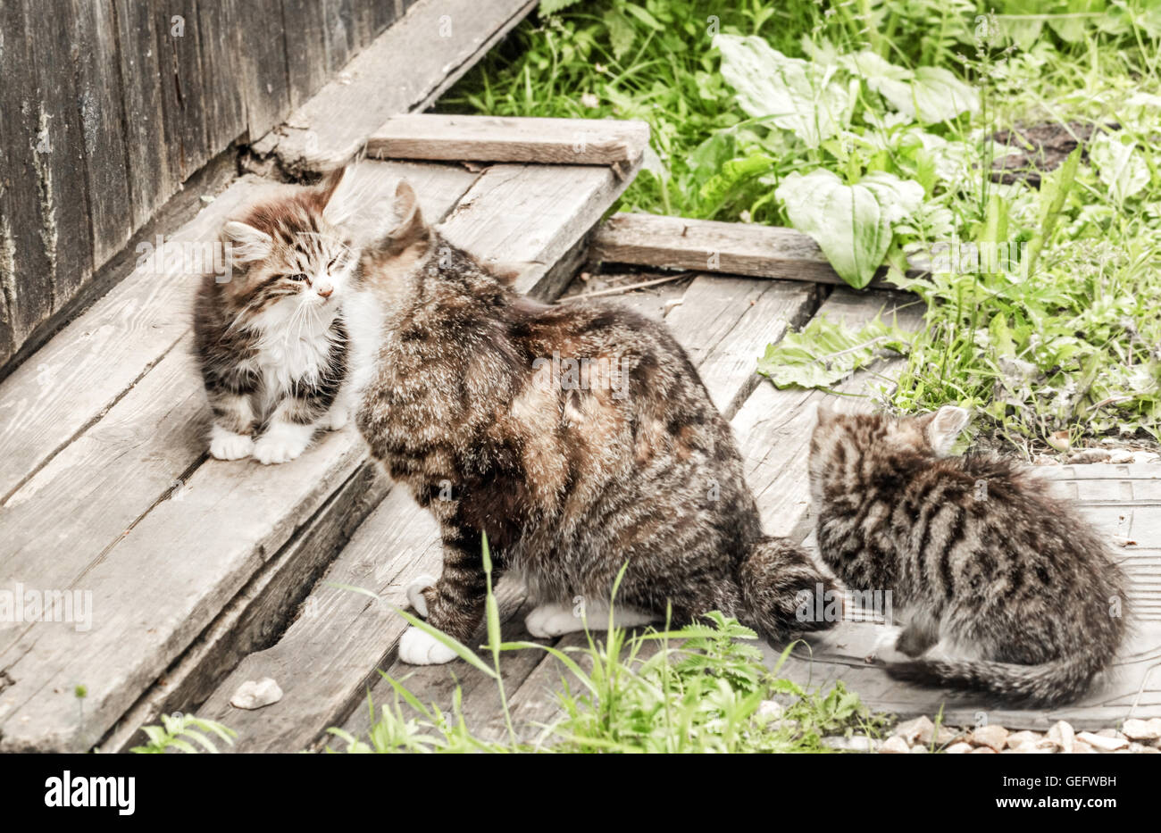Familia de gatos: mamá gata con gatitos en jardín de verano Foto de stock