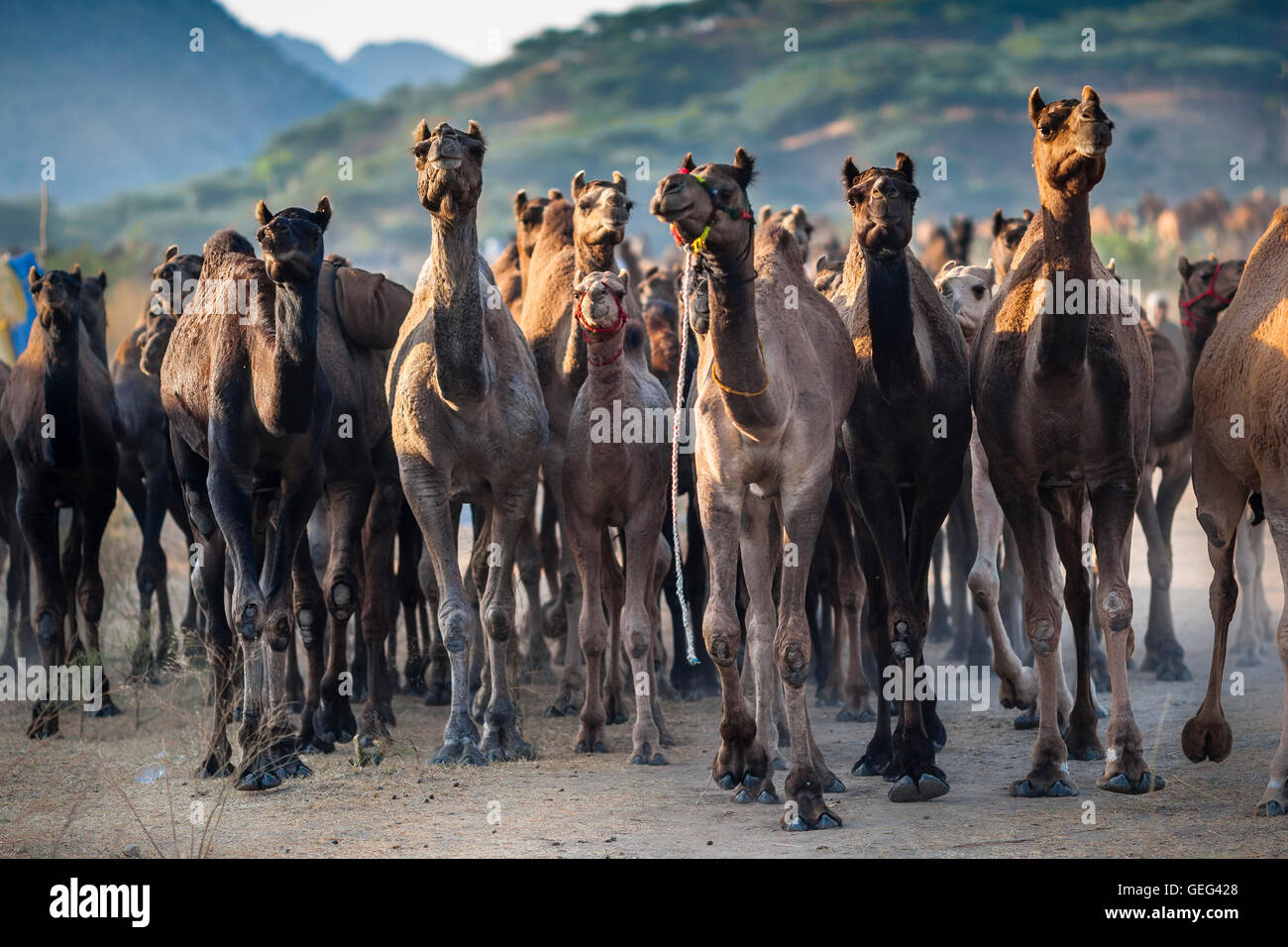 Rebaño de camellos que llegan por la mañana en la reunión anual de la feria de Pushkar/ Mela, Rajasthan, India. Foto de stock