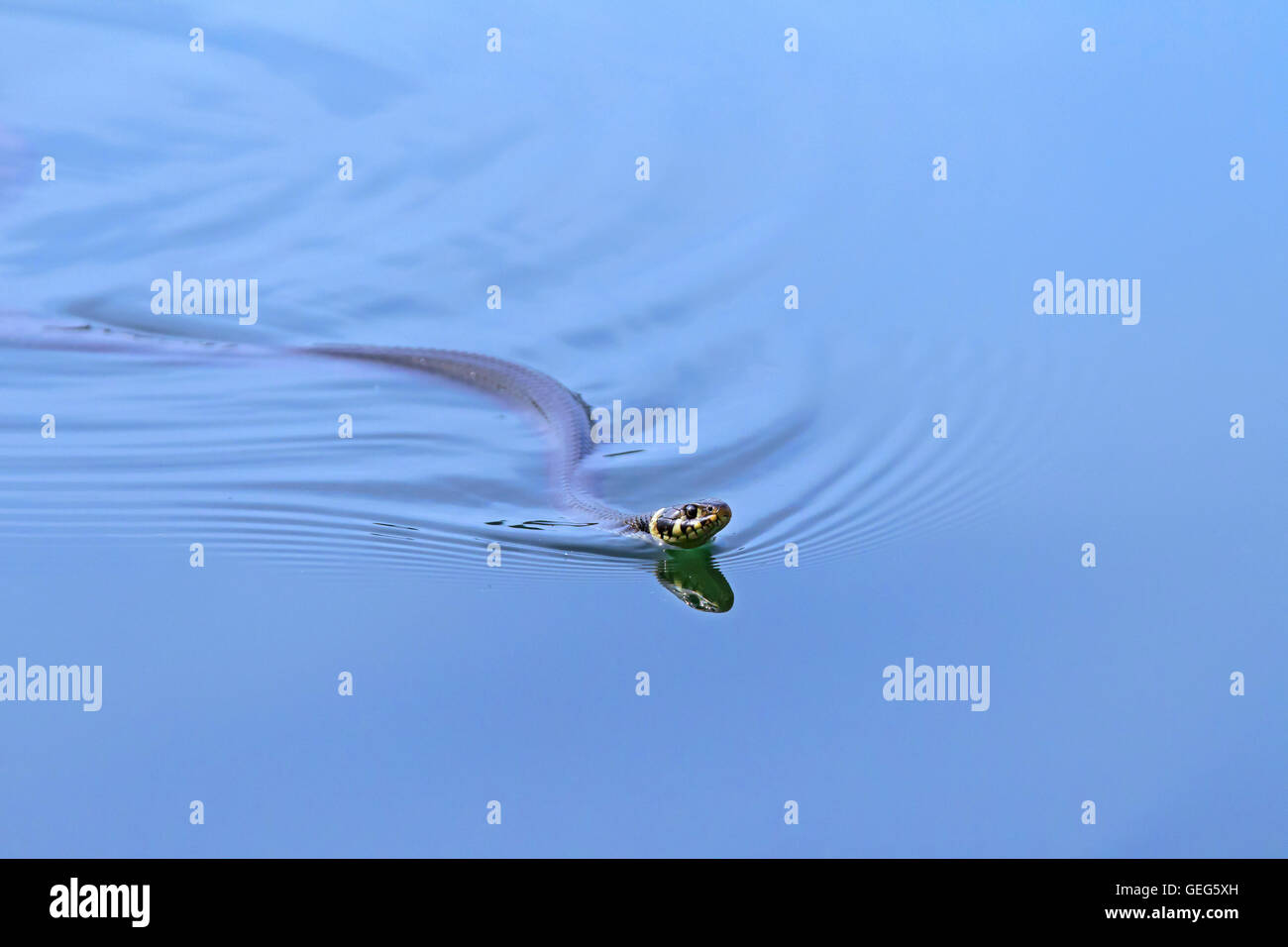 Culebra / anillado / serpiente serpiente de agua (Natrix natrix) nadando en el lago Foto de stock