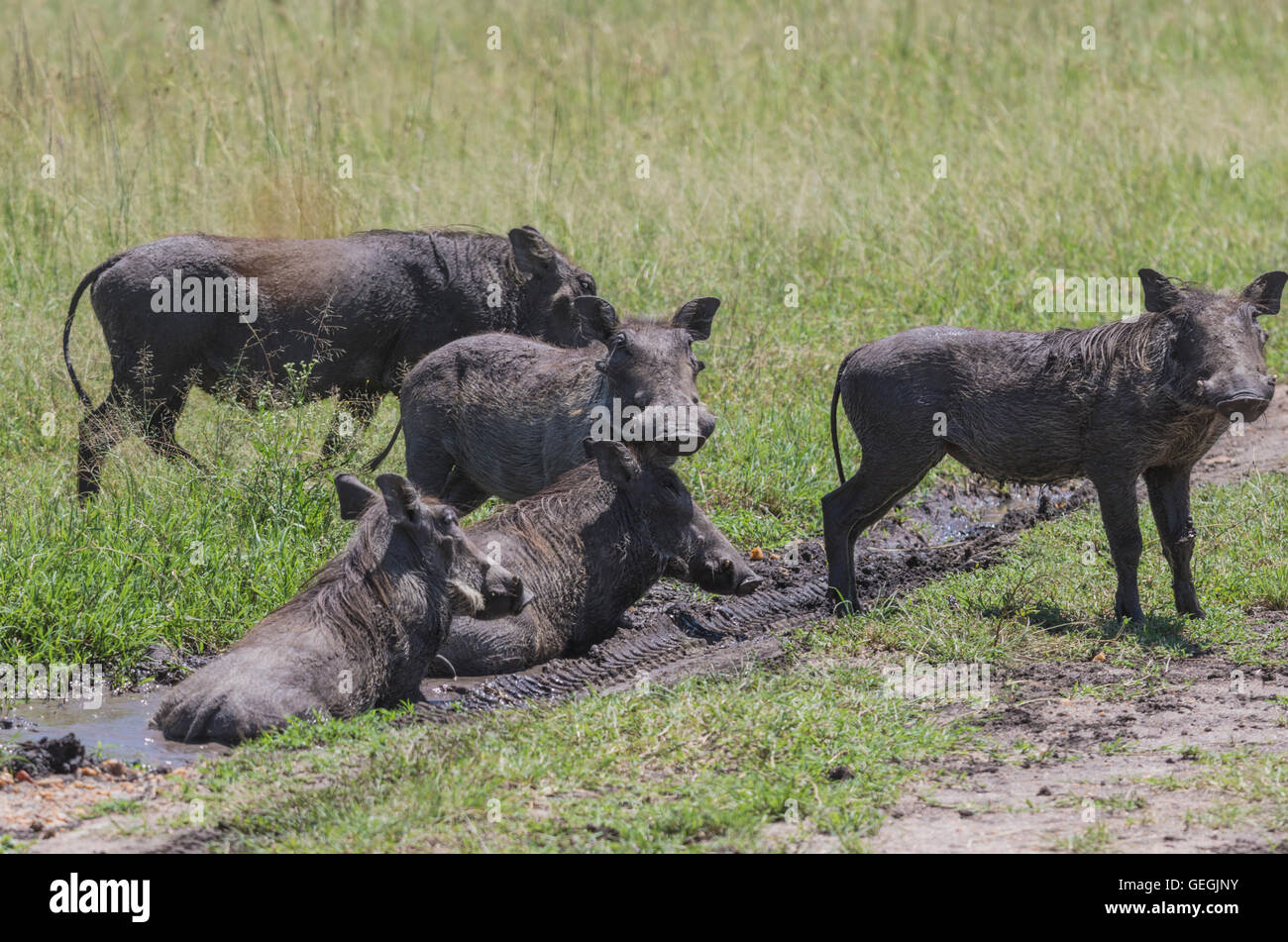 Verruga cinco cerdos tomando un baño de barro en la sabana de Masai Mara, Kenya, Africa. Foto de stock