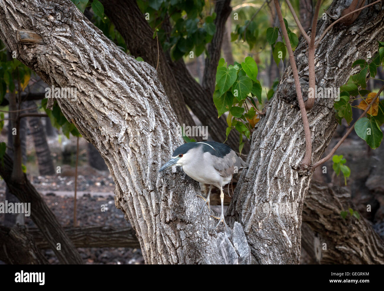 Heron en árbol. La Isla de Hawaii Foto de stock
