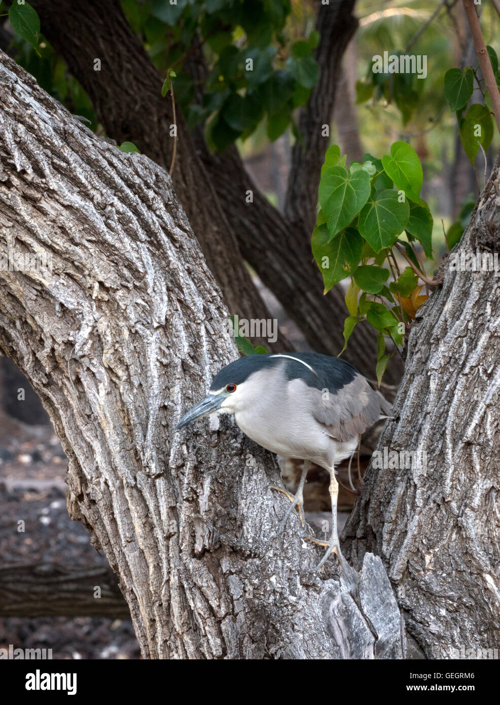 Heron en árbol. La Isla de Hawaii Foto de stock