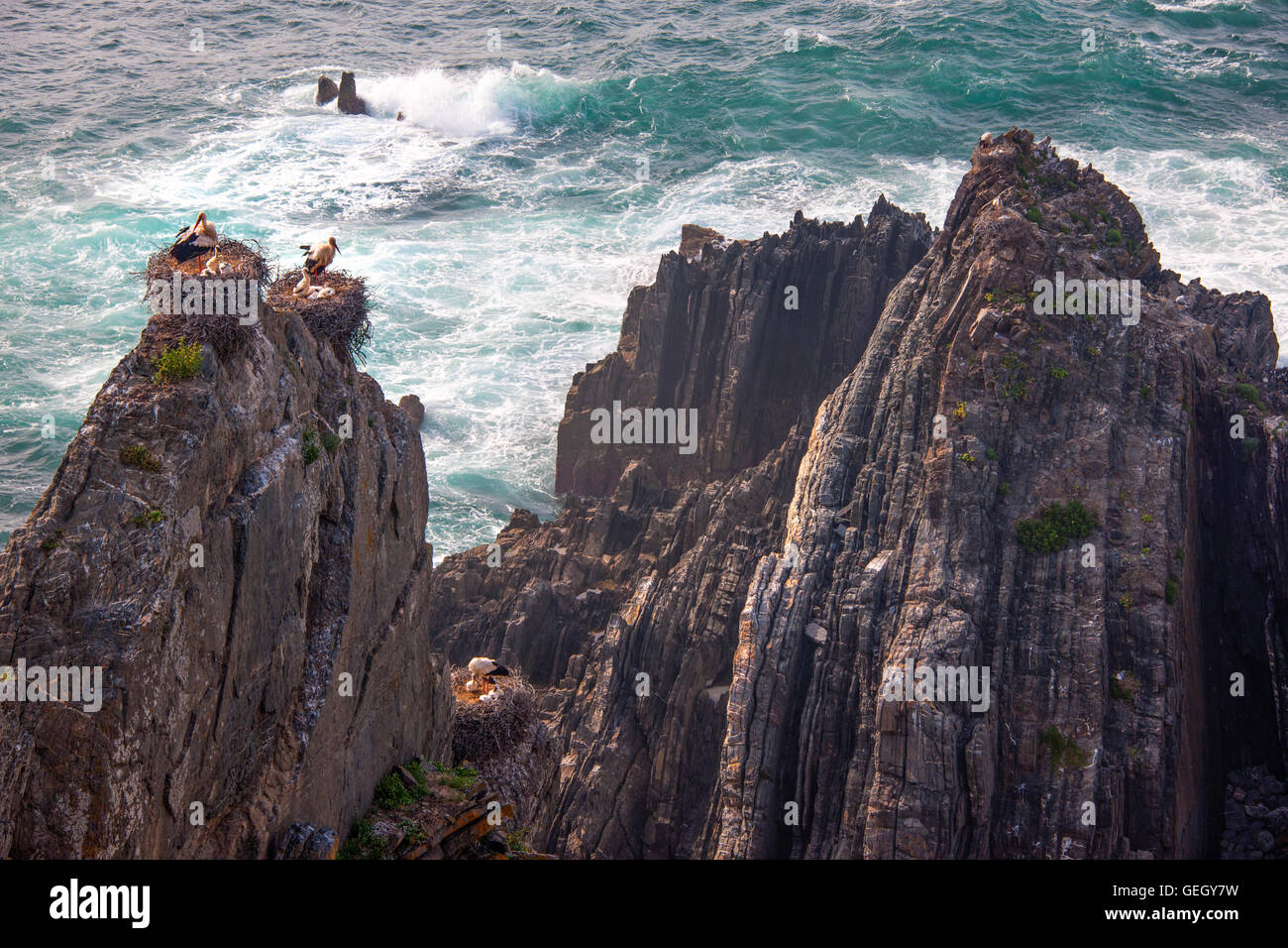 Cigüeñas blancas con pollitos anidan en lo alto de los acantilados rocosos de la costa portuguesa. Foto de stock