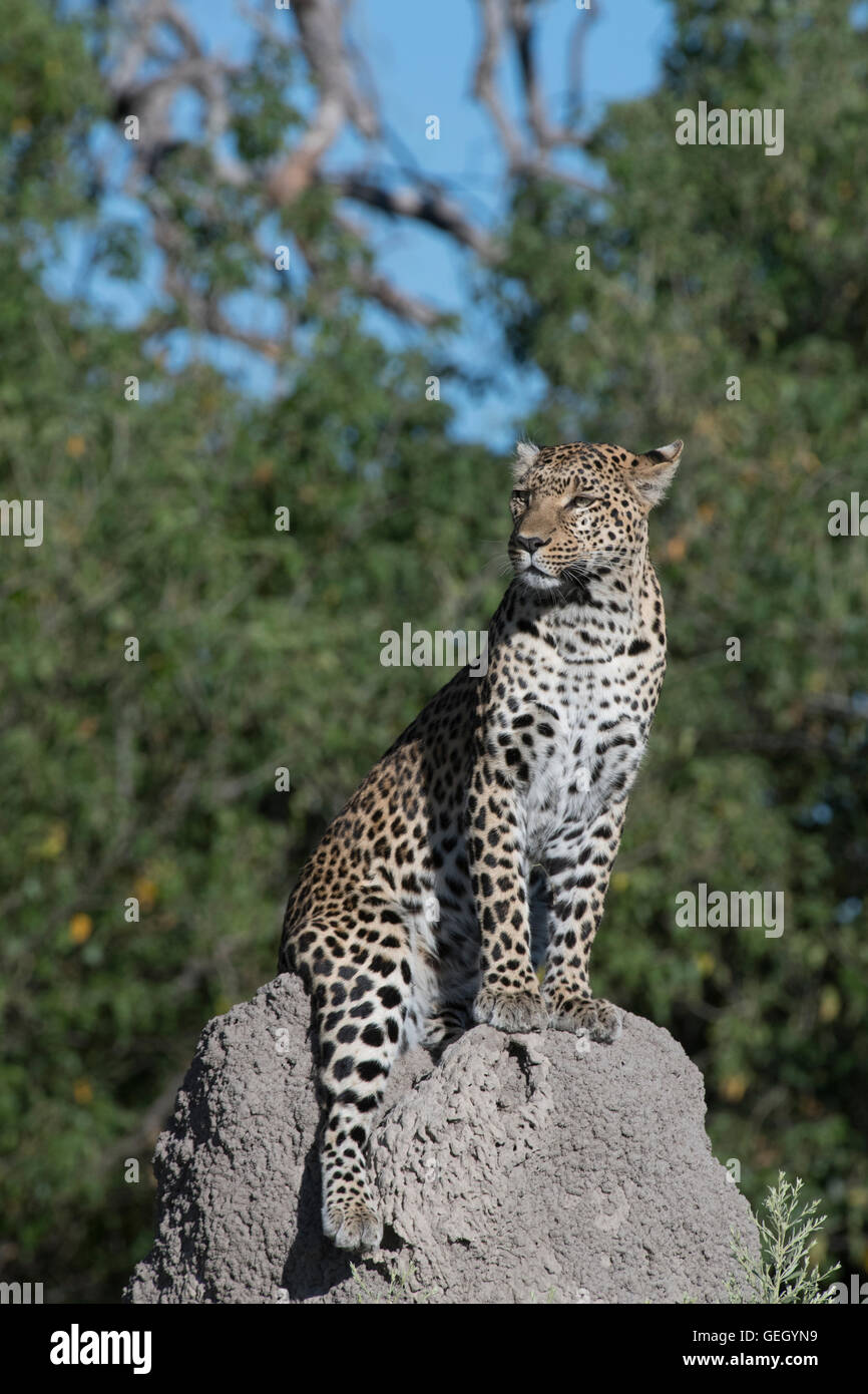 Hembra de leopardo en termitero Foto de stock