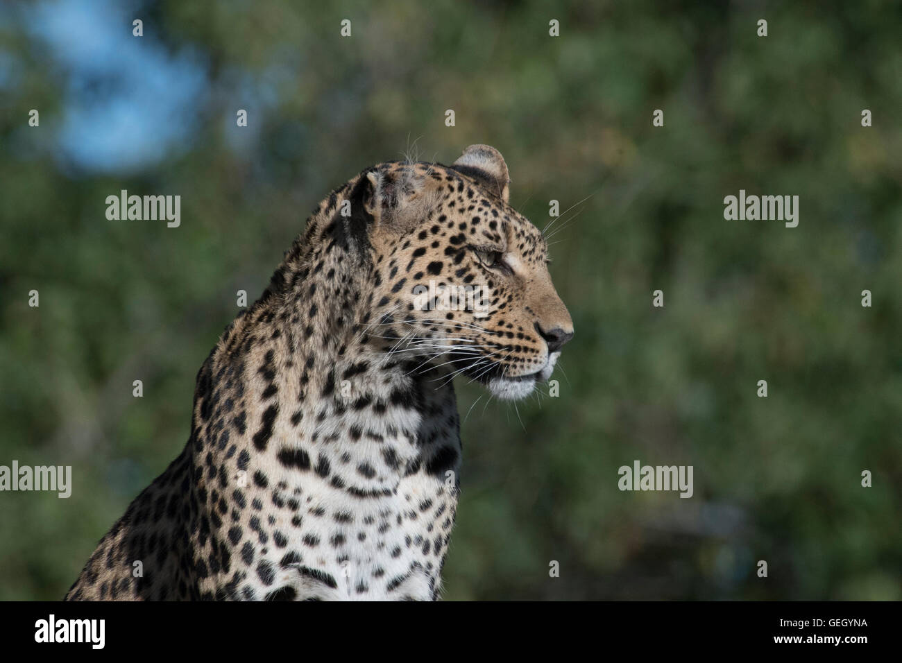 Leopardo hembra, Pula, Legadimas hija, sentada en termitero Foto de stock