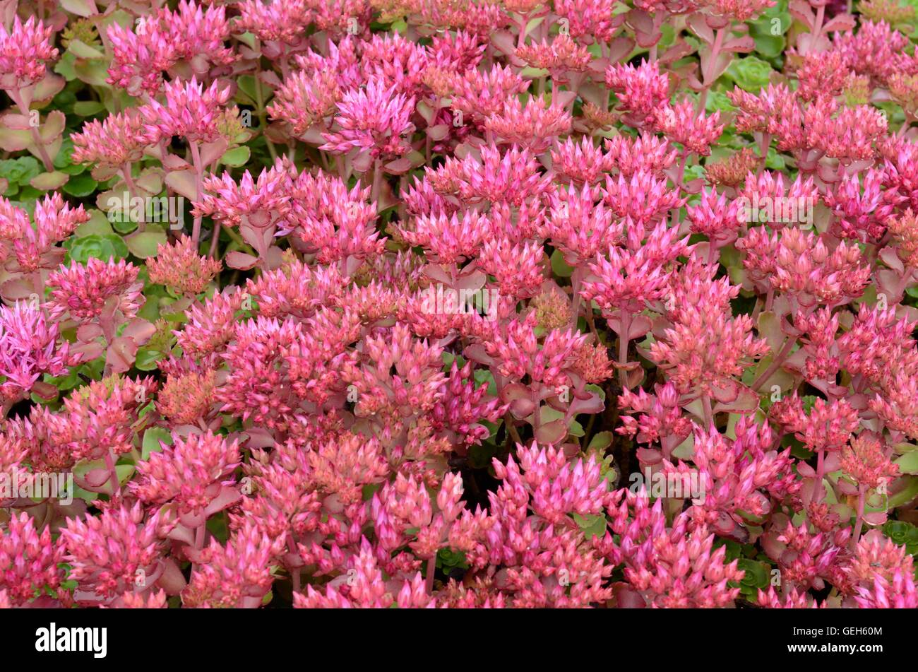 Sedum Dragon S Blood Fotos E Imagenes De Stock Alamy