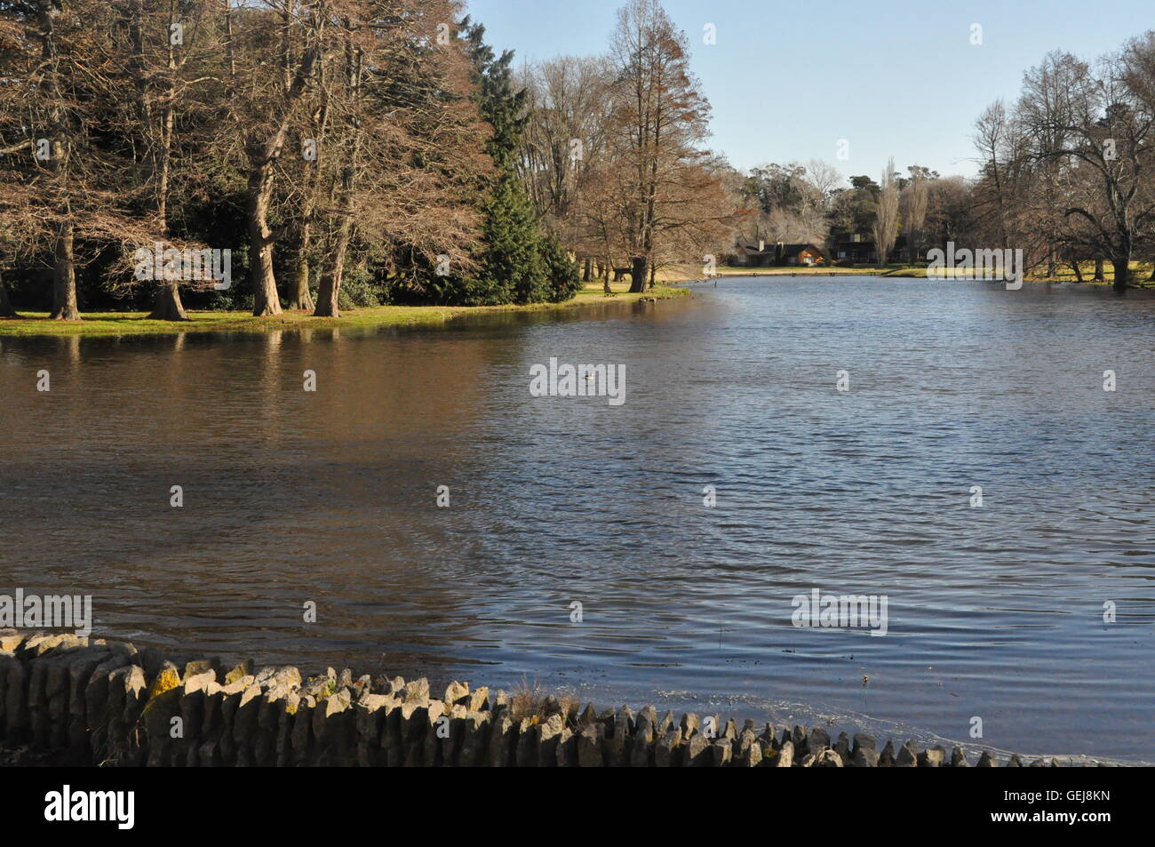 Nada en el estanque de patos en los soleados días de invierno en el country club el ajuste Foto de stock