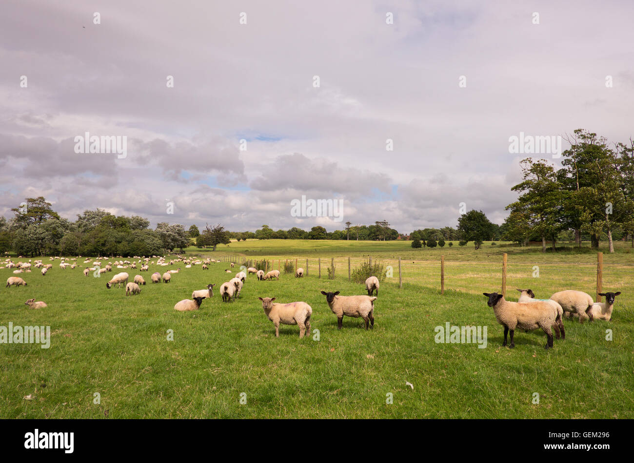Ovejas pastando en el South Downs en Sussex en Inglaterra Foto de stock