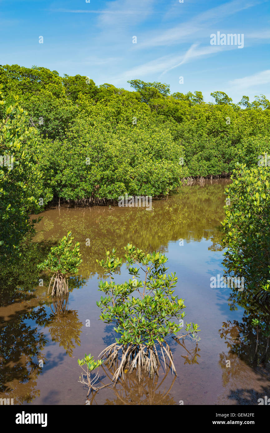 Los Cayos de Florida, la llave larga State Park, Golden Orb Nature Trail, vista desde el paseo a través del bosque de manglar Foto de stock