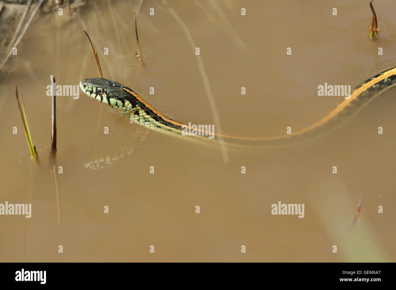 Llanuras Garter Snake, Thamnophis radix, Parque Nacional Theodore Roosevelt, Unidad del Sur, Dakota del Norte, EE.UU. Foto de stock