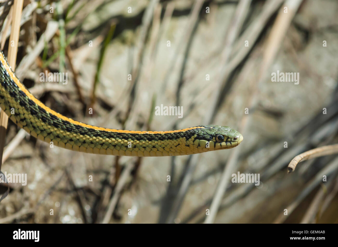 Llanuras Garter Snake, Thamnophis radix, Parque Nacional Theodore Roosevelt, Unidad del Sur, Dakota del Norte, EE.UU. Foto de stock