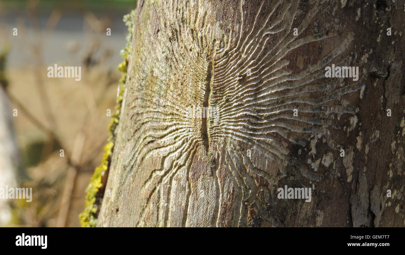 La enfermedad del olmo holandés galerías de alimentación dejada por Olmo corteza escarabajos expuestos como la corteza de un árbol se cae. Foto Tony Gale Foto de stock