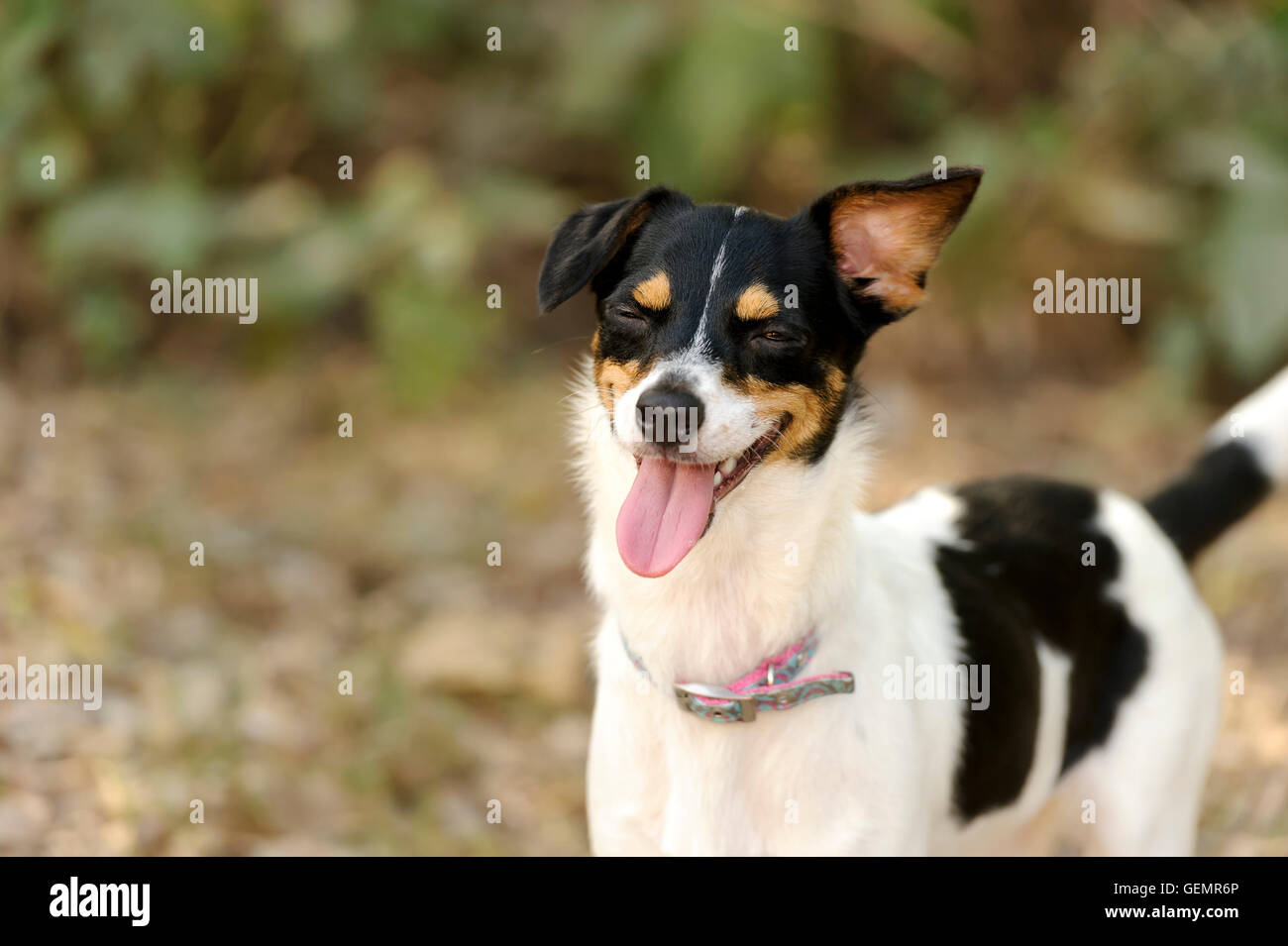 Laughing dog es un tonto perro gracioso tener un gran feliz risa incontrolable. Foto de stock