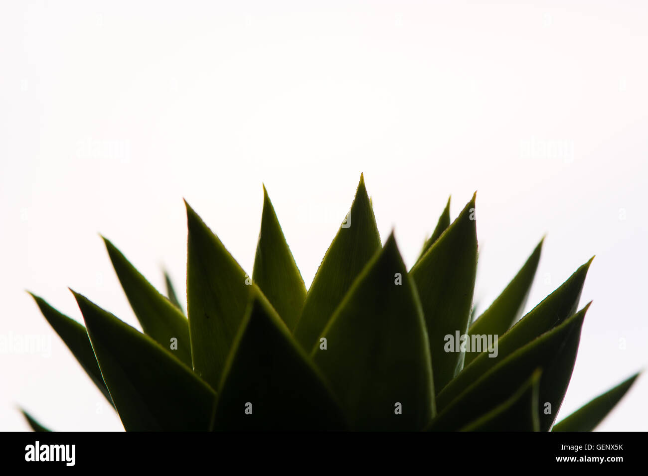 Araucaria (Araucaria araucana) hojas. Afiladas Hojas escamosas de conífera en la familia Araucariaceae, visto contra el cielo brillante Foto de stock