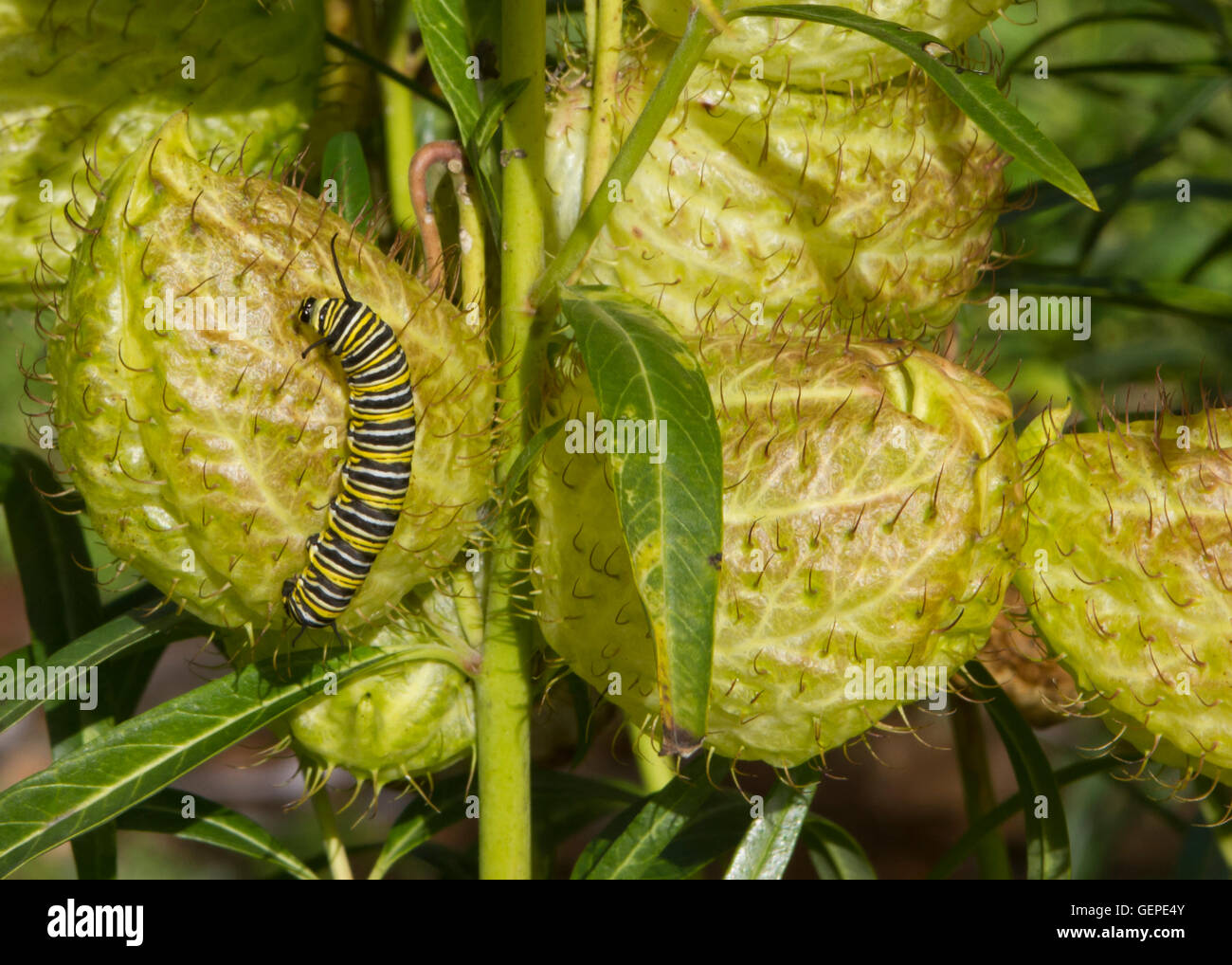 Caterpillar comer una fruta Foto de stock
