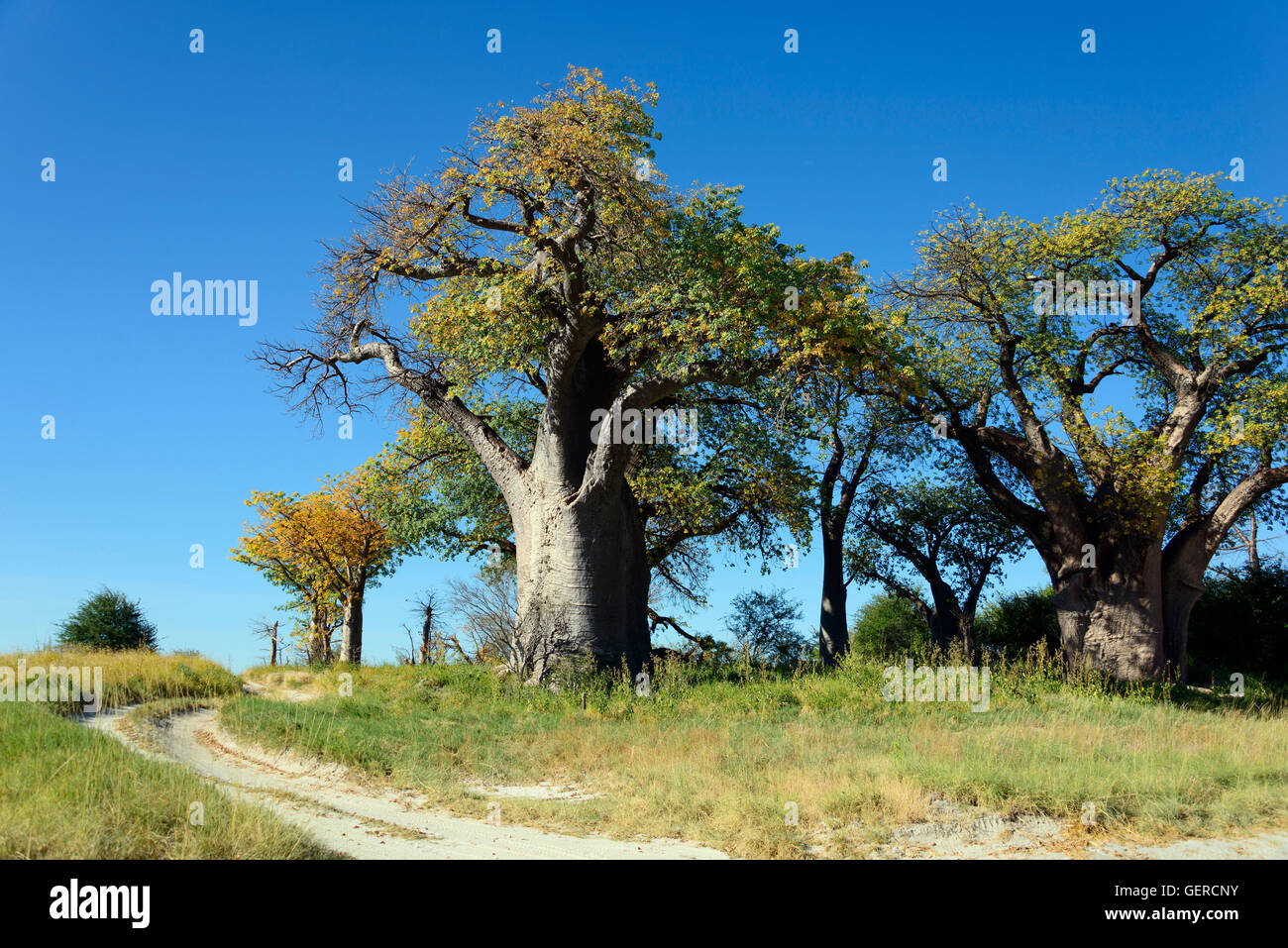 Baines Baobabs, Nxai Pan Kudiakam, Parque Nacional Pan, Botswana Foto de stock
