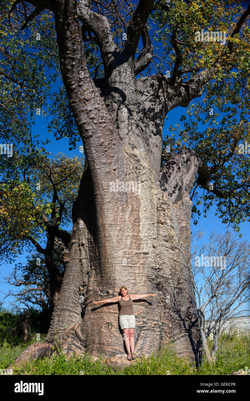 Baines Baobabs, Nxai Pan Kudiakam, Parque Nacional Pan, Botswana Foto de stock