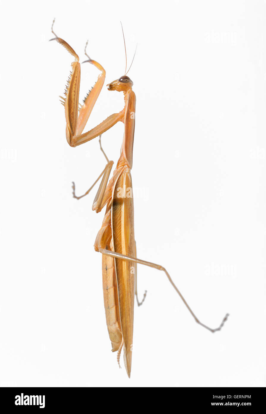 Mantis INSECTO insecto aislado en blanco Foto de stock