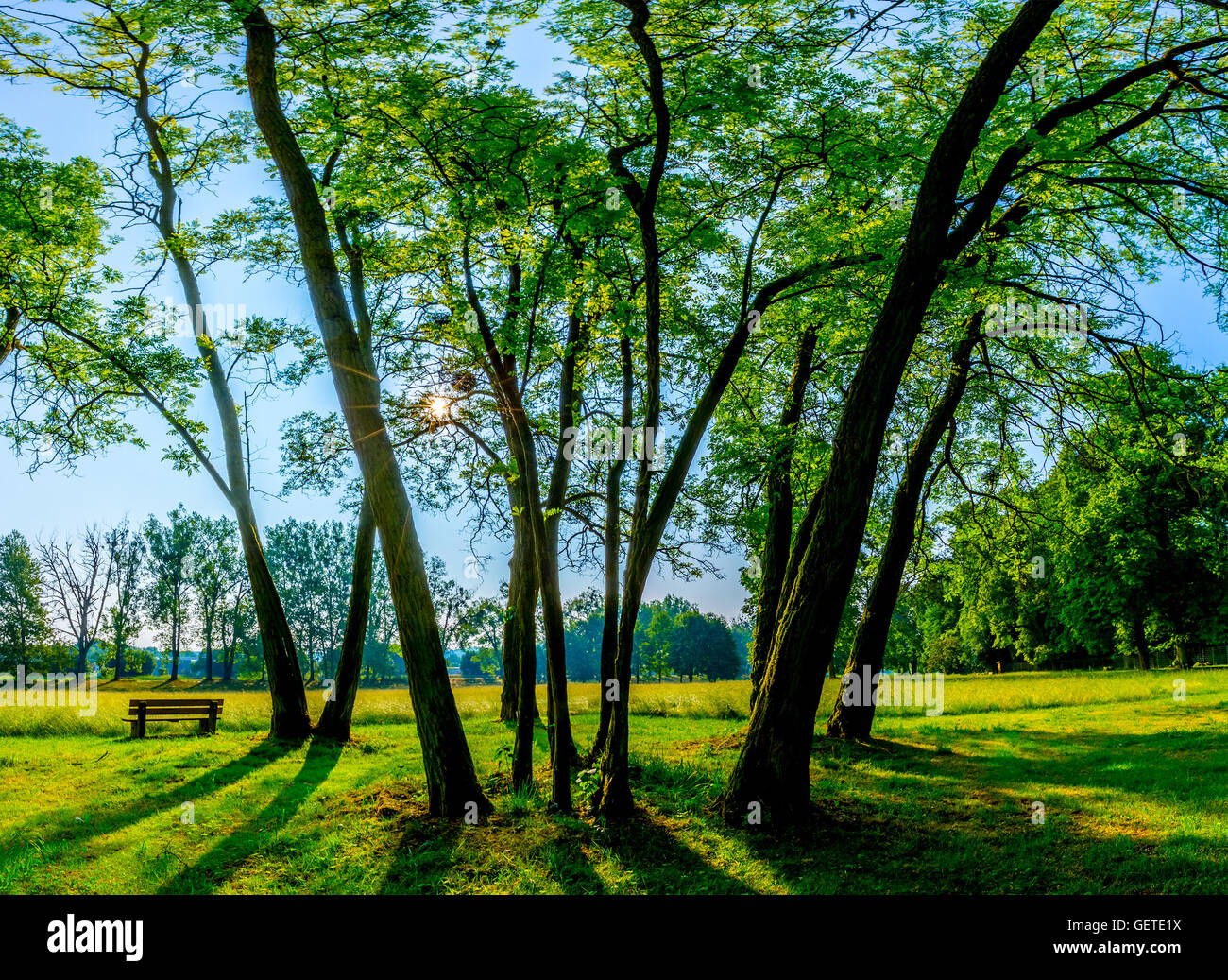 El verano soleado parque con árboles y pasto verde Foto de stock