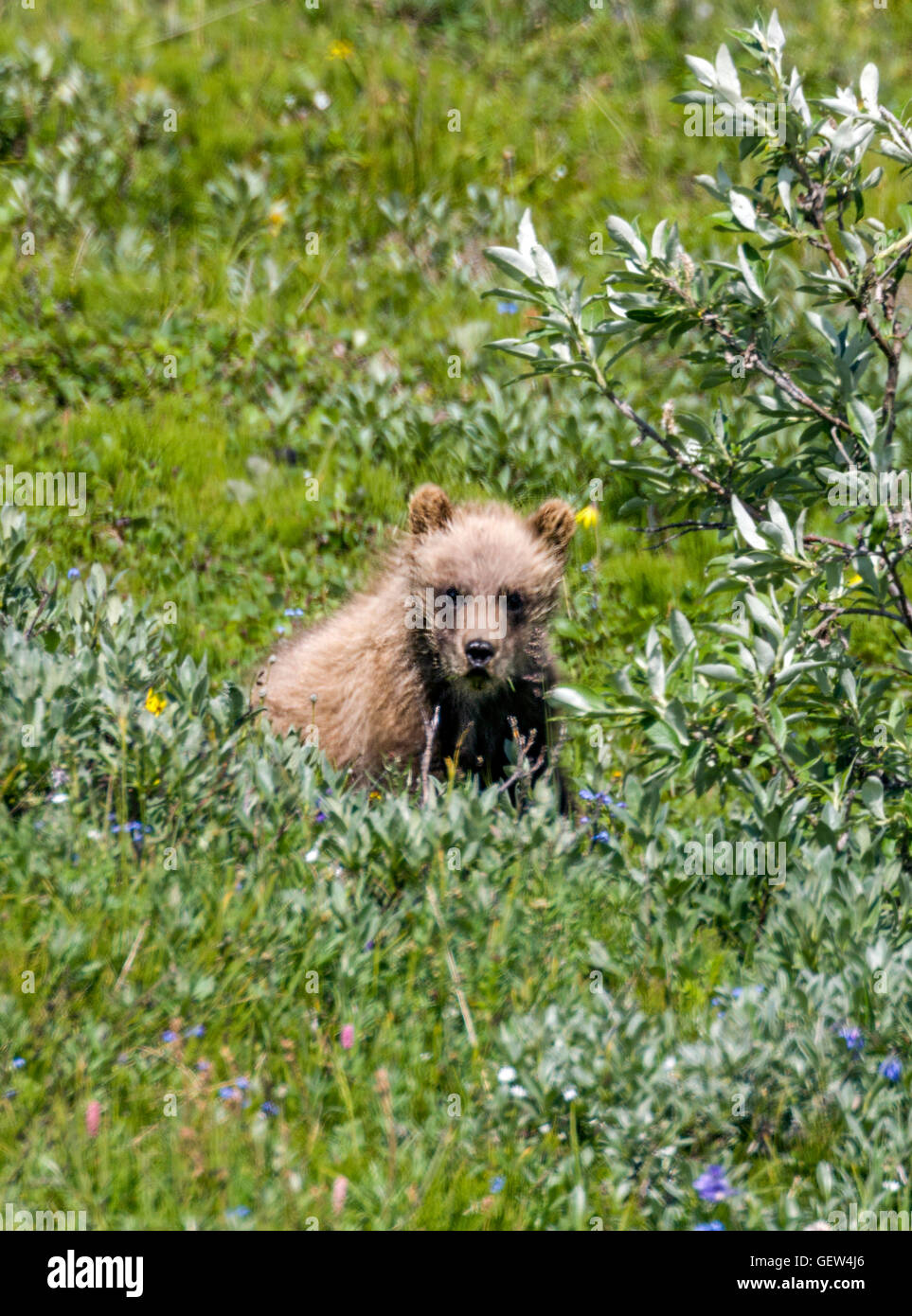 Grizzly Bear Cub (Ursus arctos horribilis), cerca de la autopista, pase el Parque Nacional Denali, Alaska, EE.UU. Foto de stock