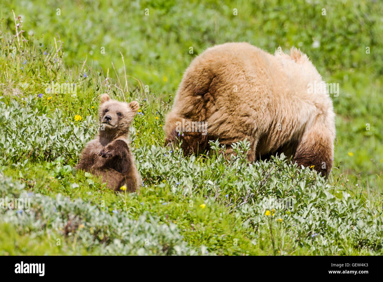 Sow (hembra) oso grizzly (Ursus arctos horribilis) con el Cubs, proximidad a la autopista, pase el Parque Nacional Denali, Alaska, EE.UU. Foto de stock