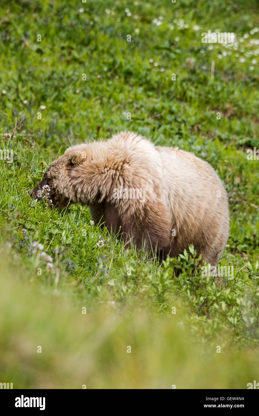Sow (hembra) oso grizzly (Ursus arctos horribilis), cerca de la autopista, pase el Parque Nacional Denali, Alaska, EE.UU. Foto de stock