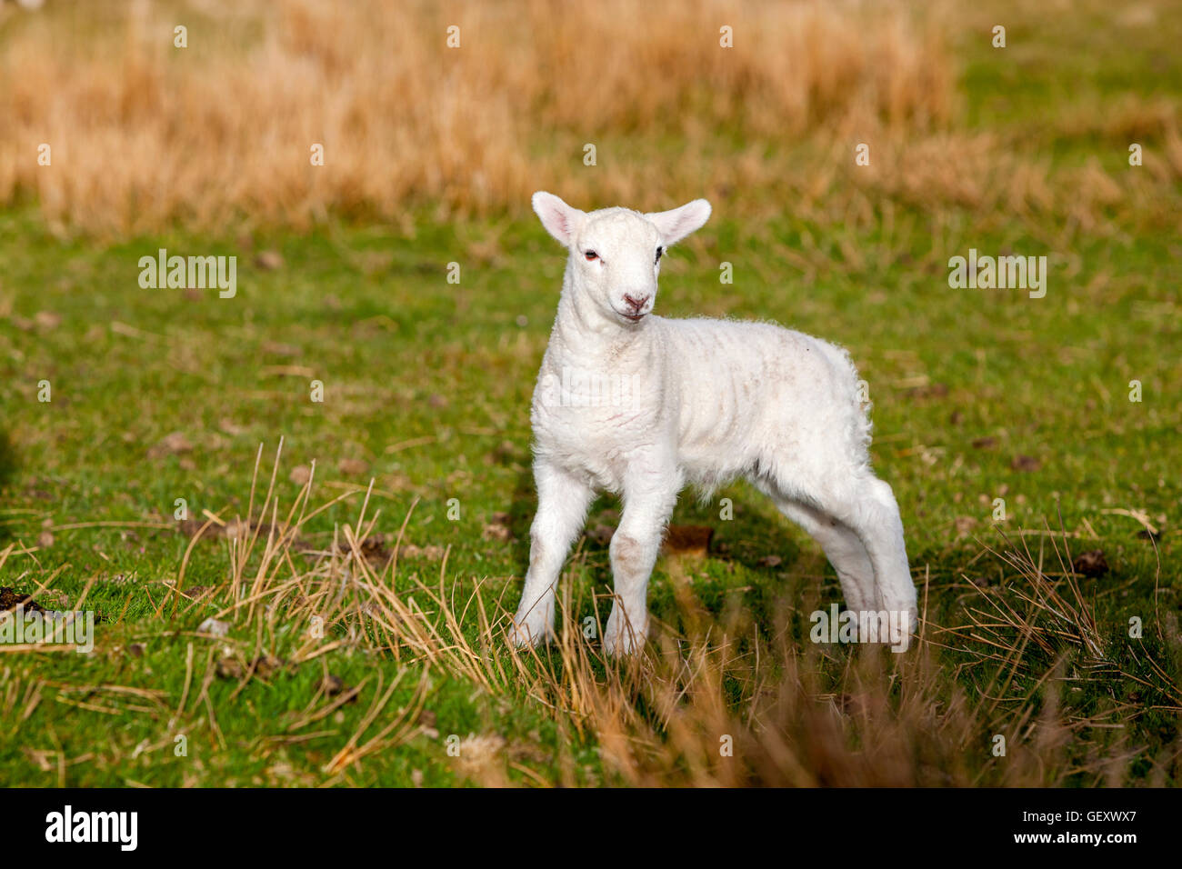 Un cordero en el campo cerca de Waterstein Head y Ramasaig acantilados. Foto de stock
