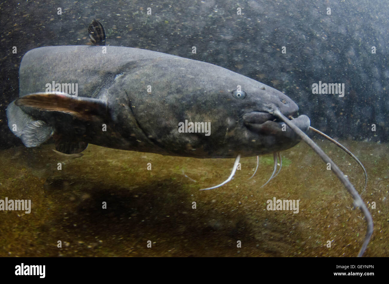 Wels catfish silurus glanis fotografías e imágenes de alta resolución
