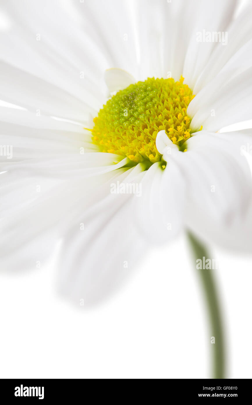 Daisy blanco flores florecen margaritas amarillas flores florales aislados Foto de stock