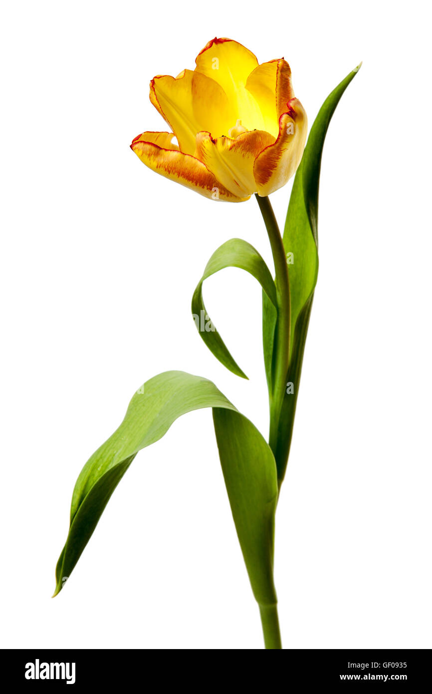 Los tulipanes amarillo rojo naranja Tulip flores aisladas sobre fondo blanco. Foto de stock
